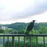 magpie
