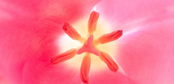 cropped-750x330