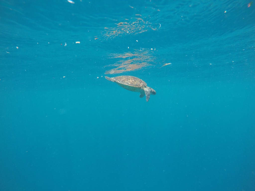 Heron Island: Our island getaway