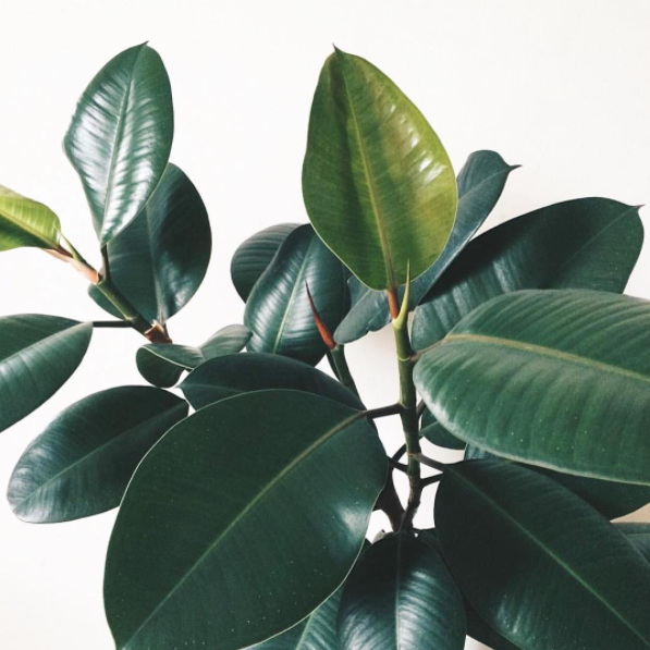 The Top 10 Indoor Plants To Decorate Your Home - Fat Mum Slim