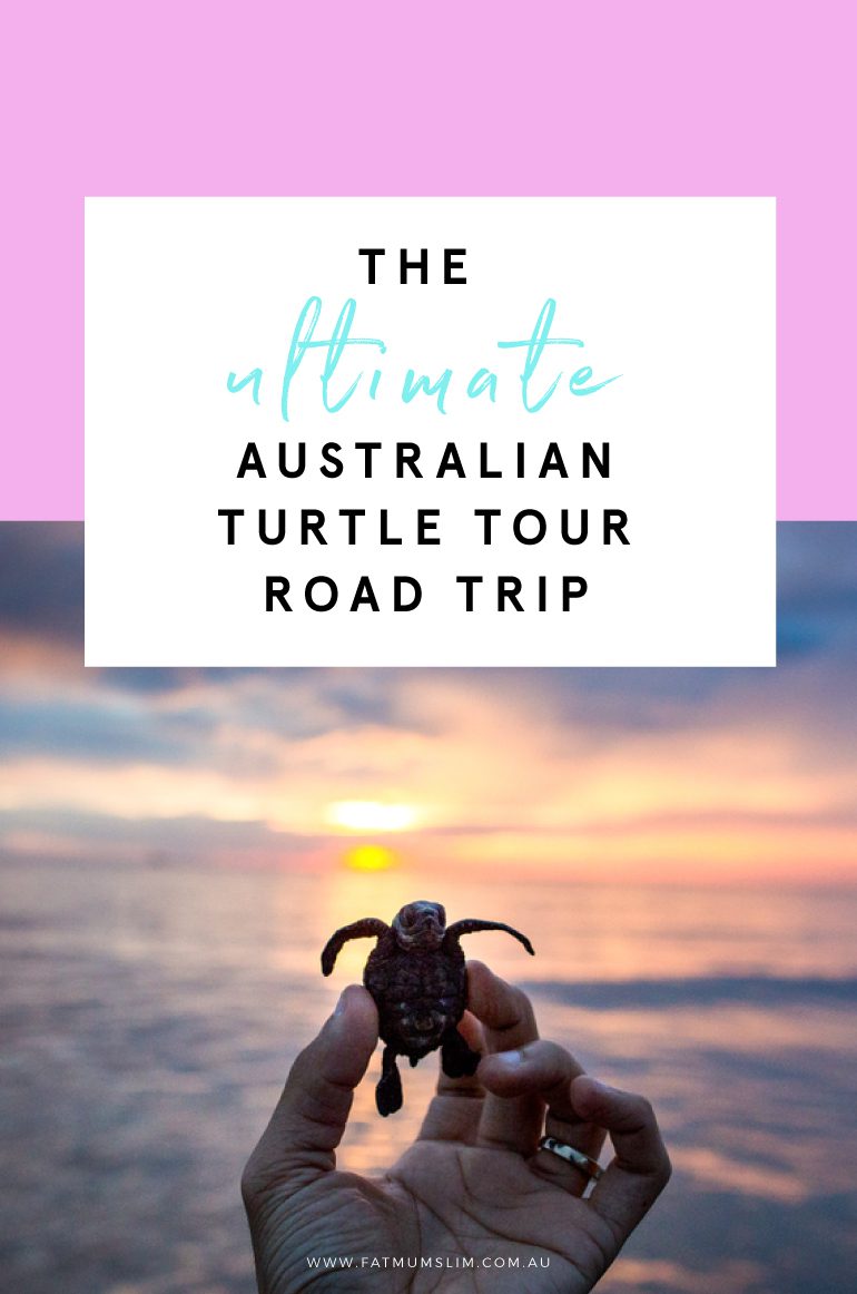 The Ultimate Turtle Tour Road Trip